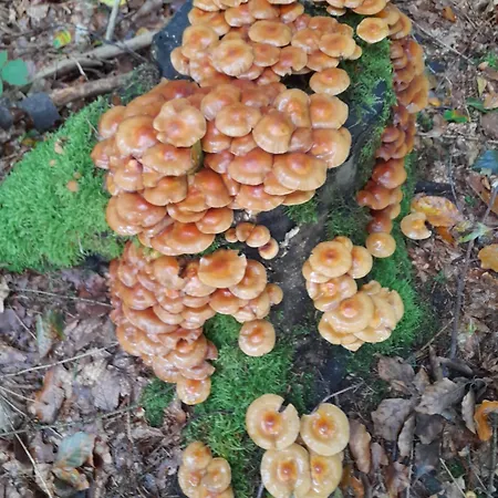 아파트 Im Traumhaus Werda