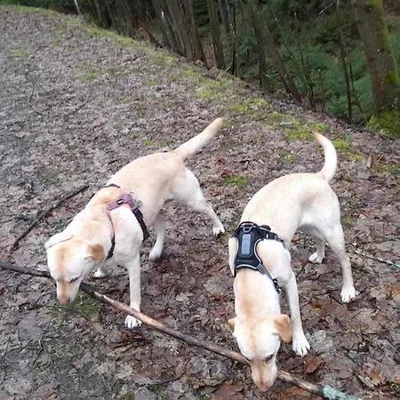 Im Traumhaus Apartman Werda